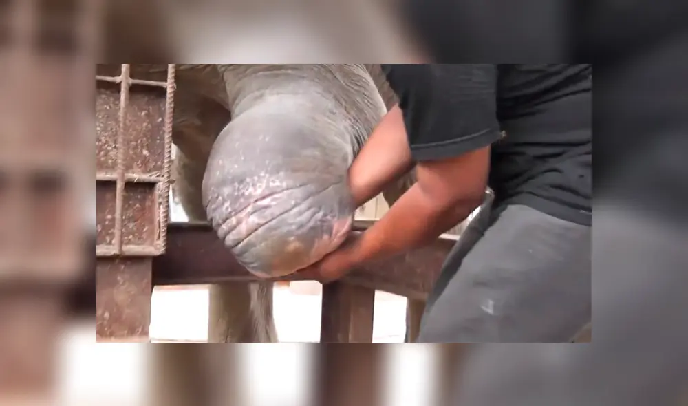 Desliza la imagen de YouTube para ver conmovedor momento en que un elefante recibió una prótesis tras haber perdido una pata en la trampa de un cazador. (Foto: Captura) Desliza la imagen de YouTube para ver conmovedor momento en que un elefante recibió una prótesis tras haber perdido una pata en la trampa de un cazador. (Foto: Captura)