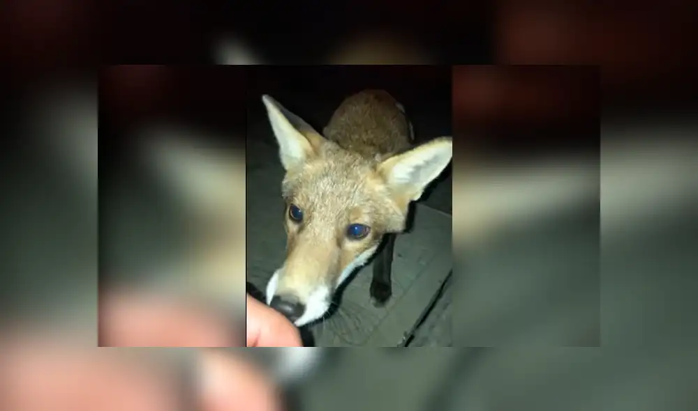 Facebook: joven encuentra a zorro salvaje en la calle, intenta acariciarlo y sufre terrible mordida