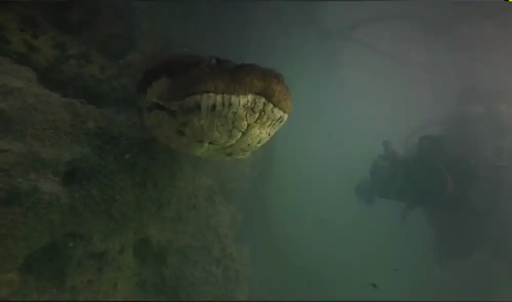 El hombre sorprendió al mostrar las imágenes que captó en las aguas del Río Amazonas. Foto: El Dodo / Facebook El hombre sorprendió al mostrar las imágenes que captó en las aguas del Río Amazonas. Foto: El Dodo / Facebook