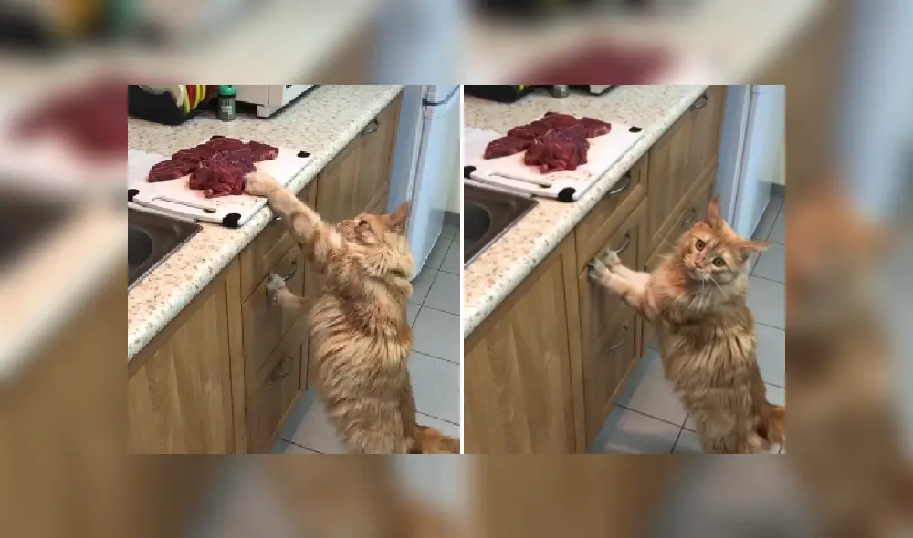 Desliza las imágenes para ver más sobre la travesura de este felino que es viral en TikTok. Desliza las imágenes para ver más sobre la travesura de este felino que es viral en TikTok.