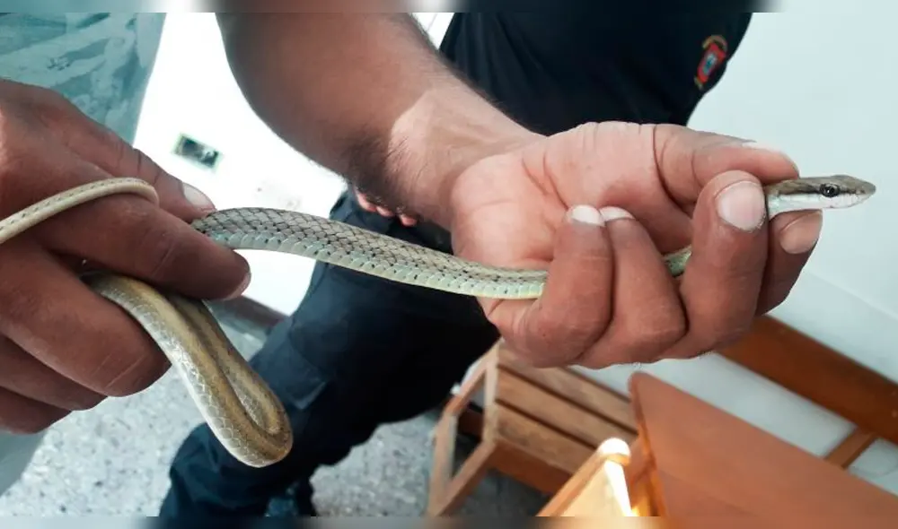Las serpientes rescatadas no son venenosas y se les puede encontrar en los bosques secos del norte del Perú.