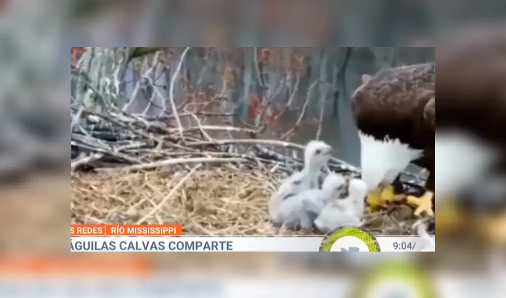 YouTube viral: dos águilas macho y una hembra son captadas cuidando a tres polluelos como una familia [VIDEO]