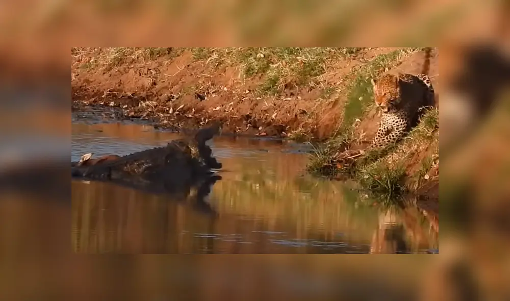 Un video viral de YouTube muestra el brutal enfrentamiento entre un leopardo con un feroz cocodrilo.