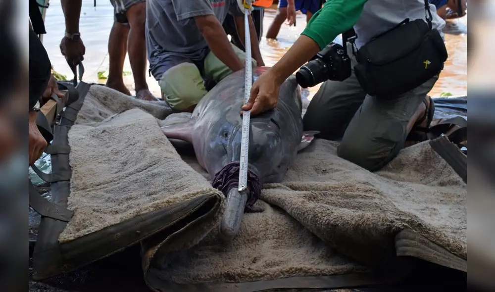 Delfines de río en Perú serán monitoreados vía satélite [VIDEO]