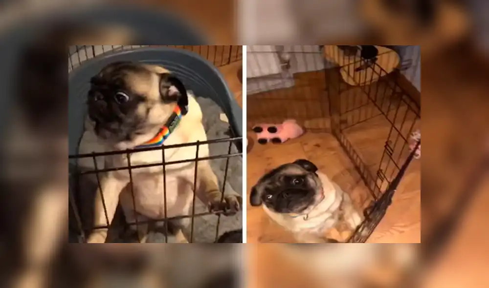 Desliza las imágenes para observar la inesperada reacción de un perro para llamar la atención de su dueña.