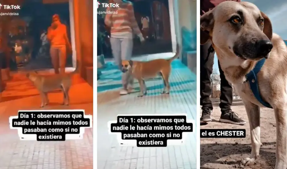 Desliza para ver la secuencia del viral. Foto: TikTok/@lujanvidela