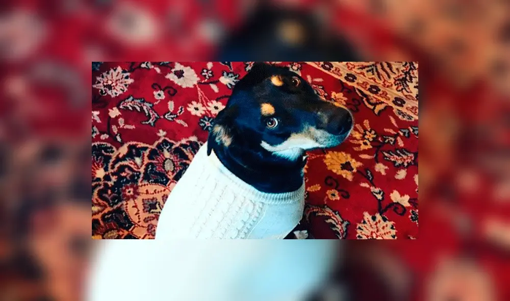 En Instagram, la ingeniosa idea de un perro para que su dueña no vaya a trabajar [FOTO]