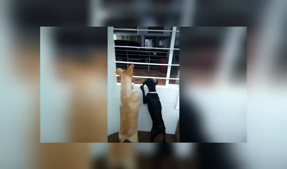 Desliza las imágenes para apreciar la divertida reacción de unos perros tras escuchar gritos afuera de su casa. Desliza las imágenes para apreciar la divertida reacción de unos perros tras escuchar gritos afuera de su casa.