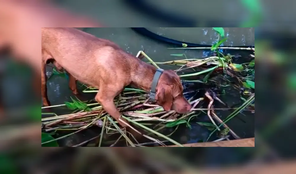 Desliza las imágenes para observar la inesperada acción de un sapo para escapar de las garras de un perro. Foto: Captura. Desliza las imágenes para observar la inesperada acción de un sapo para escapar de las garras de un perro. Foto: Captura.