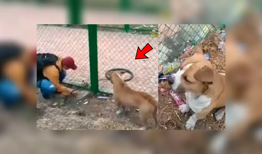 Facebook viral: perro ladra desesperadamente para que jóvenes lo ayuden a recuperar su 'juguete' [VIDEO]