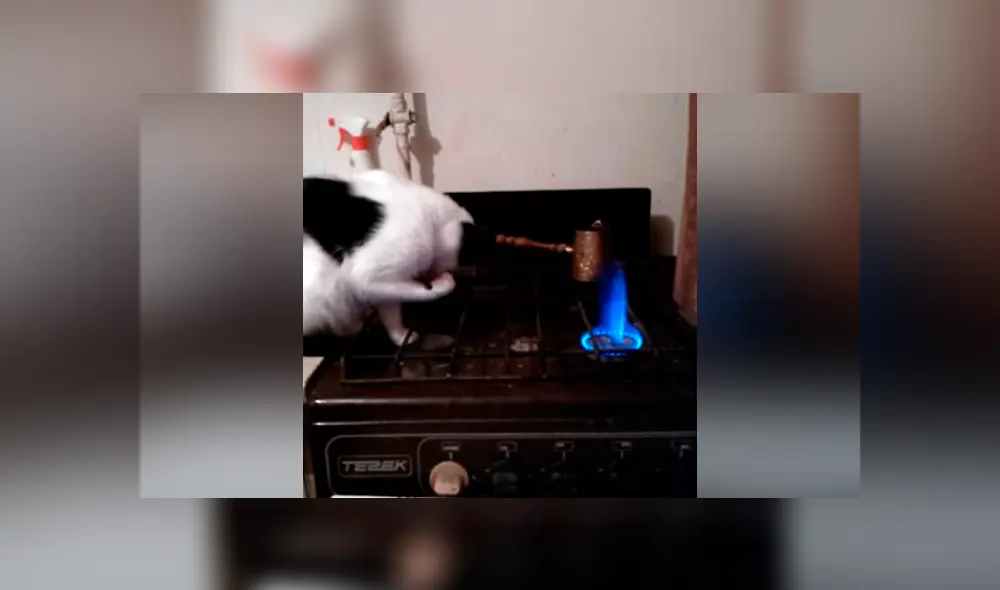 Un tierno gato se volvió viral en Facebook al reaccionar inesperadamente luego de quemar su propia pata en el fuego de una cocina.