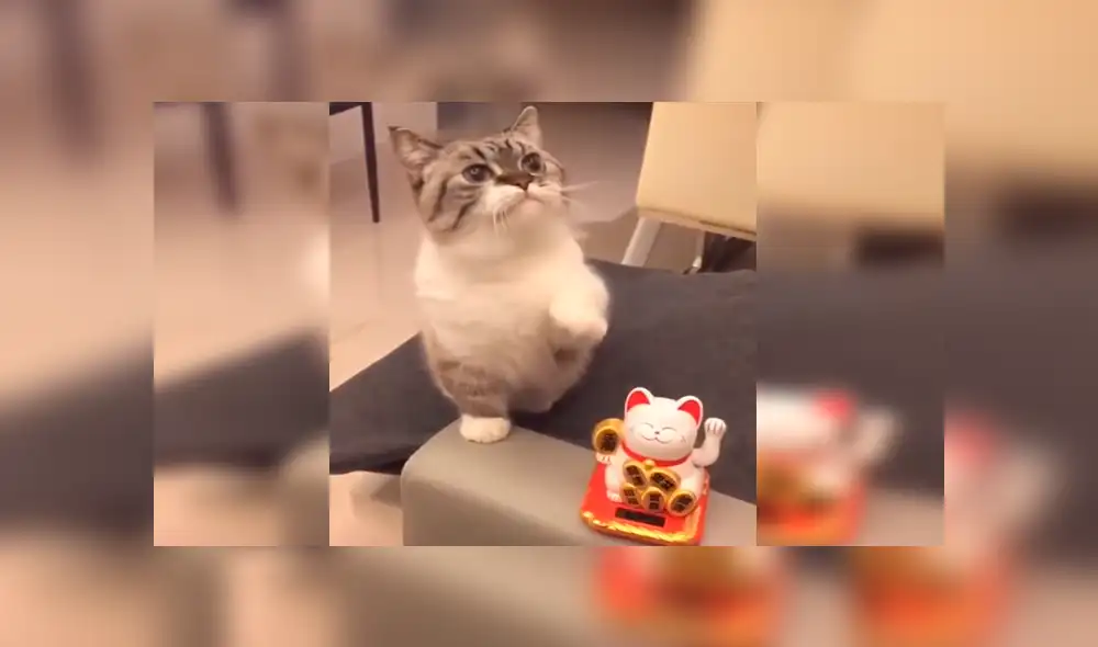 Facebook viral: pequeño felino se comporta como el 'gato chino de la suerte' y te cautivará [VIDEO] 