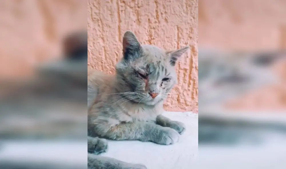 Desliza las imágenes para apreciar el tierno gesto de una familia al adoptar a un gato callejero que visitaba su casa. Foto: Captura de Facebook
