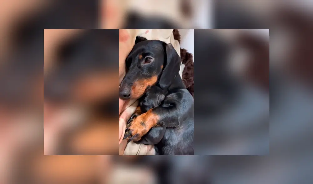 Desliza las imágenes para apreciar la amorosa acción de una perrita para presentar a su cría con su dueña. Foto: Captura.