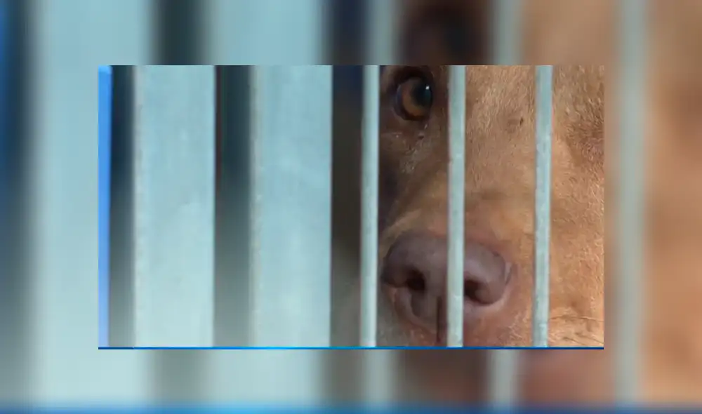 Facebook: perro abandonado roba cosas para no sentirse solo y conseguir cariño [VIDEO]
