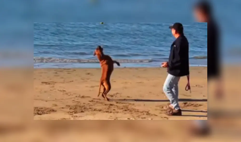 Bombero recata una caja del incendio y descubre que en el interior estaba una adorable criatura se es viral en Facebook. Bombero recata una caja del incendio y descubre que en el interior estaba una adorable criatura se es viral en Facebook.