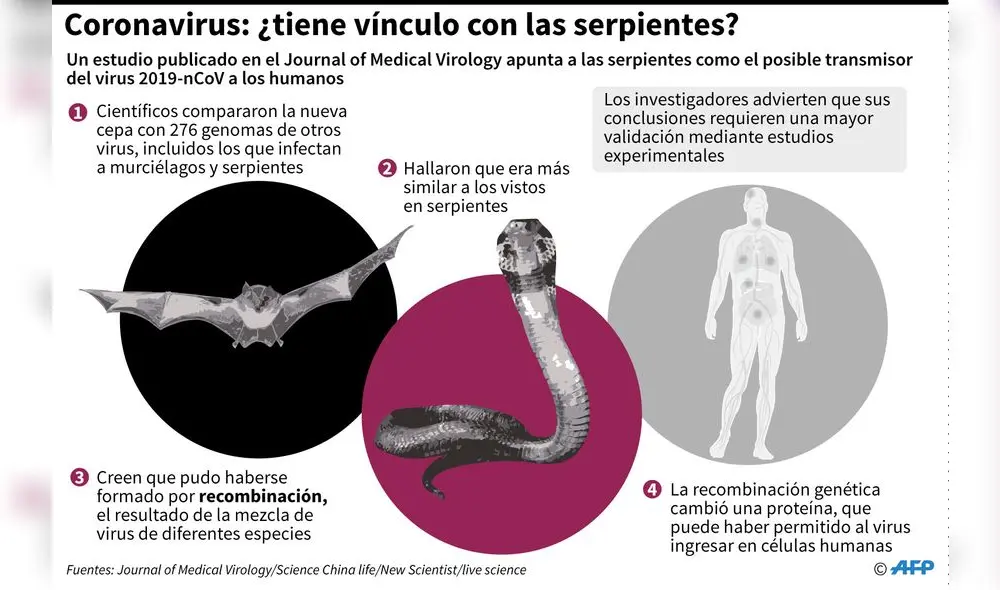 La serpiente como posible transmisor del coronavirus. Foto: AFP