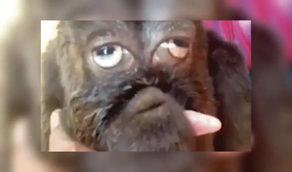 Cabra nace con ‘rostro humano’ y pobladores la consideran una deidad [VIDEO]
