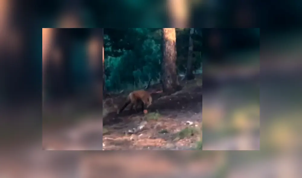 YouTube viral: mujer se topa con zorro salvaje, le lanza una pelota y este tiene insólita reacción