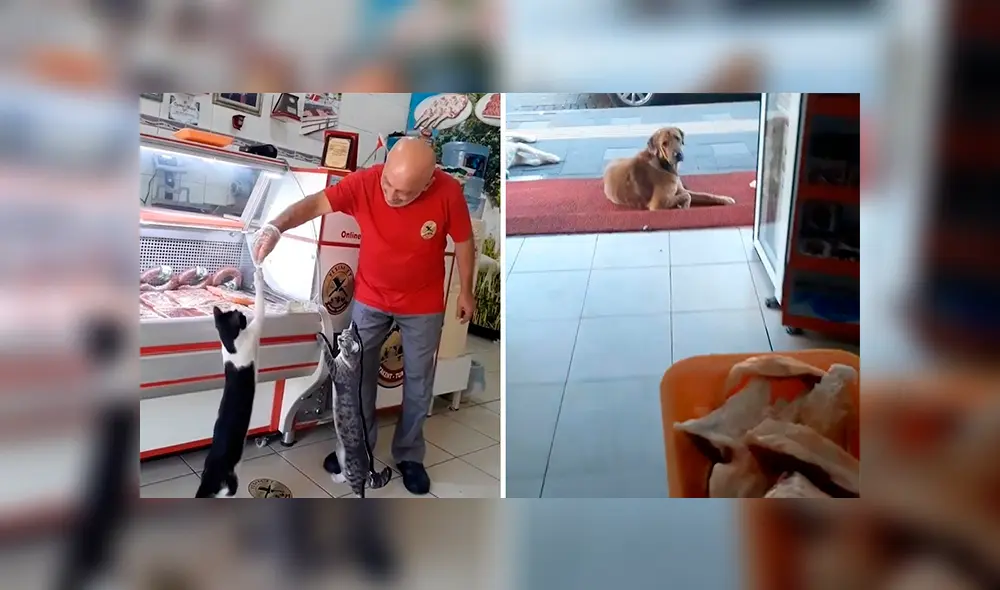 En YouTube, un hombre brinda varios trozos de carne a indefensos animales que llegan a su tienda para pedir ayuda. En YouTube, un hombre brinda varios trozos de carne a indefensos animales que llegan a su tienda para pedir ayuda.