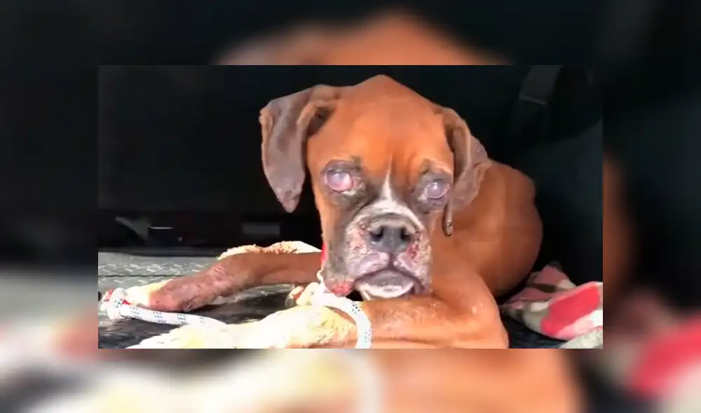 Facebook: perrita desnutrida estuvo a punto de morir hasta que un ‘ángel’ la rescató y ahora luce así [VIDEO]