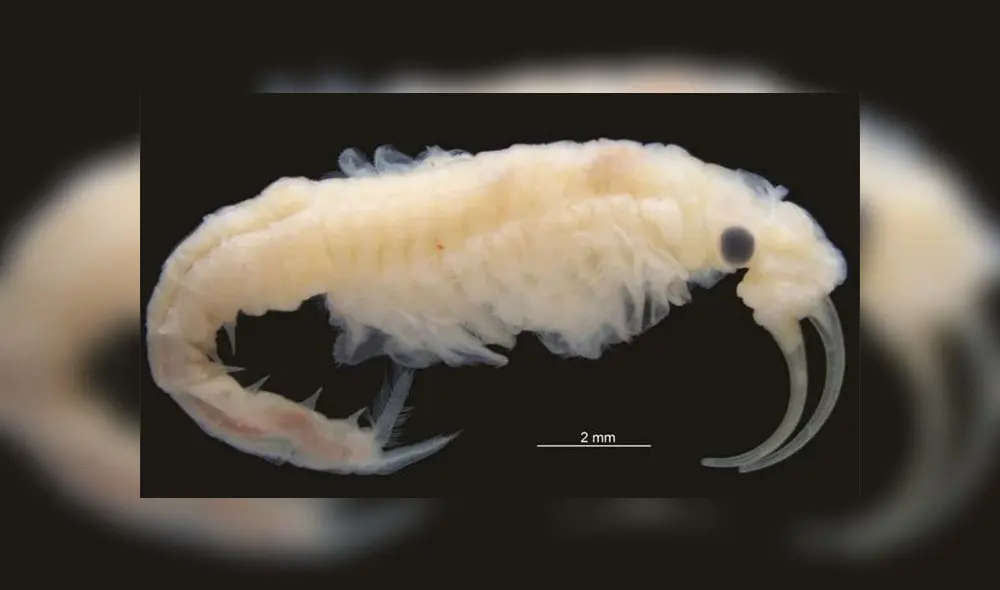 Imagen del Phallocryptus fahimii. Crédito: Hossein Rajaei.