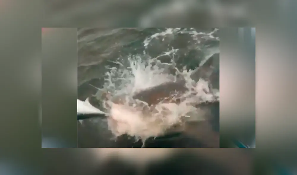 Un video viral en Facebook muestra a la peligrosa criatura que emergió del mar para capturar a pez. Un video viral en Facebook muestra a la peligrosa criatura que emergió del mar para capturar a pez.