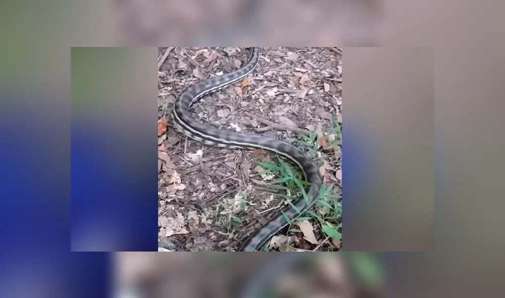 Un video viral muestra el momento en el que un hombre se encuentra cara a cara con dos enormes serpientes. Un video viral muestra el momento en el que un hombre se encuentra cara a cara con dos enormes serpientes.