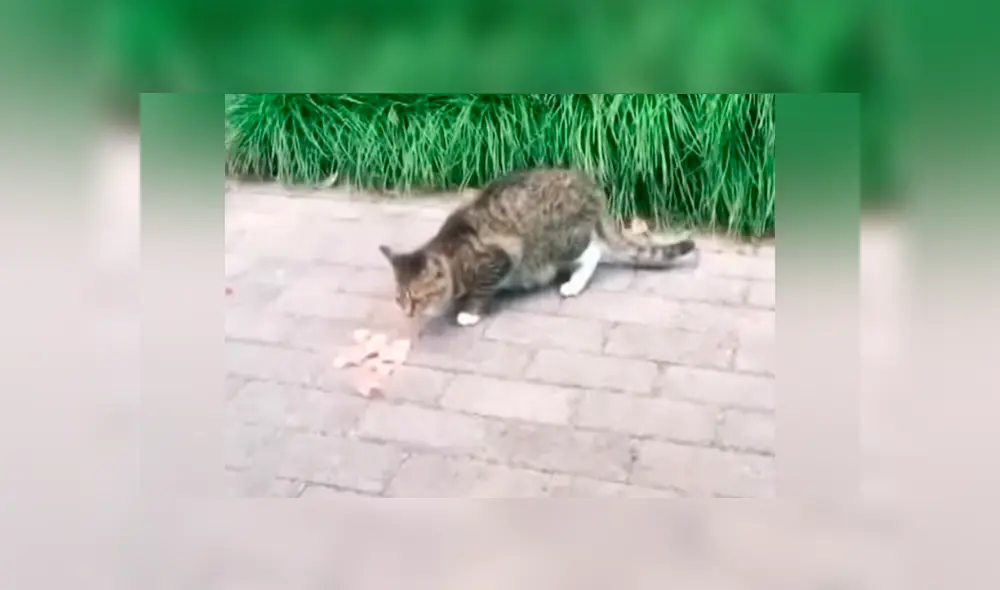 Un gato fue tildado de “egoísta” por miles de usuarios en Facebook, quienes lo vieron atacando a su amigo por atreverse a quitarle un pedazo de carne.