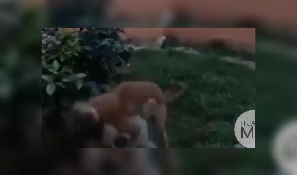 Facebook viral: niñas querían incursionar como 'youtubers' y dos perros arruinan su primer video