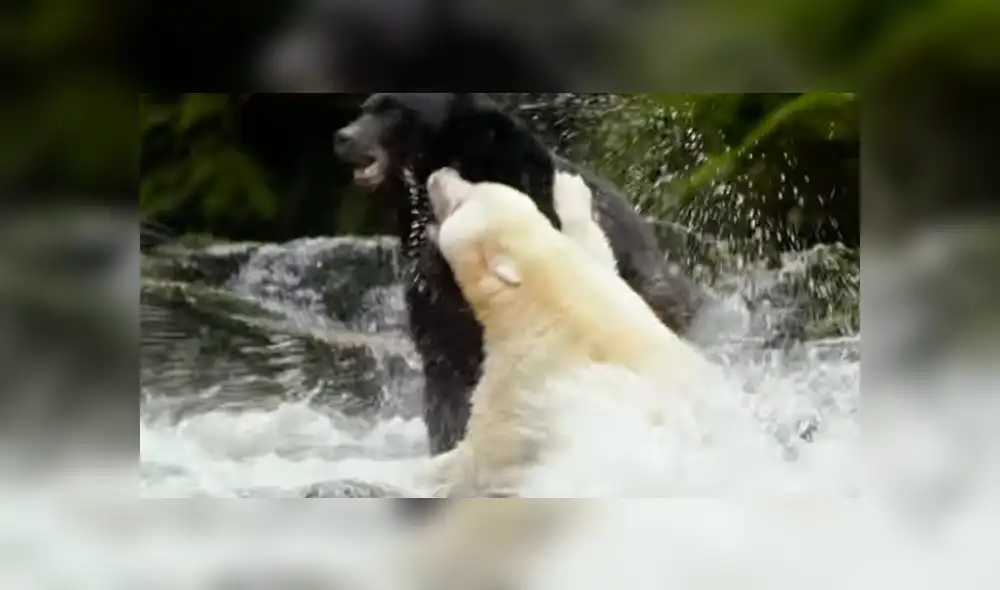 Youtube viral: osa 'fantasma' tiene brutal enfrentamiento contra enorme macho por su territorio [VIDEO]