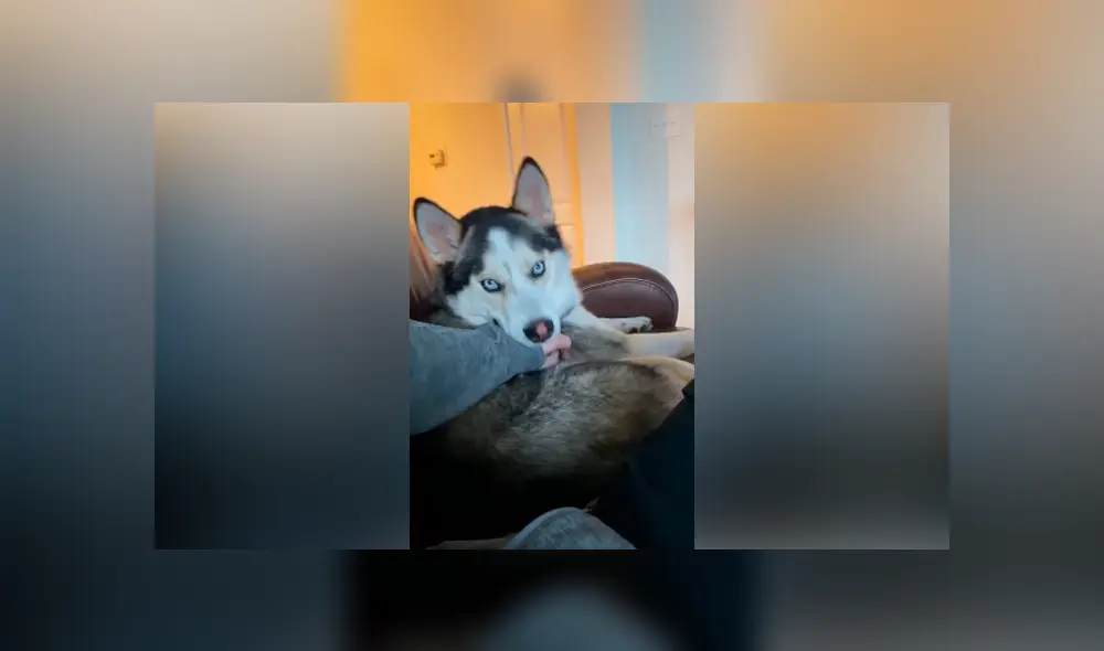 Desliza las imágenes hacia la izquierda para observar el furioso comportamiento de un perro contra su dueño.