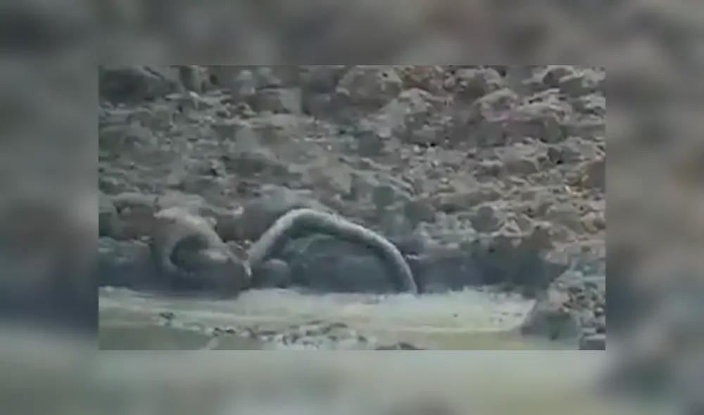 Desliza hacia la izquierda para ver el brutal ataque de una serpiente pitón a un ciervo, escena que consternó a miles en YouTube. Desliza hacia la izquierda para ver el brutal ataque de una serpiente pitón a un ciervo, escena que consternó a miles en YouTube.