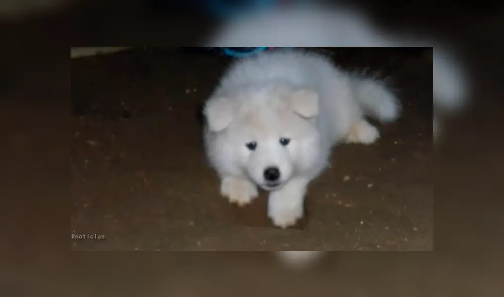 YouTube viral: pensó que su pequeña mascota era un perro, al conocer la verdad queda aterrada [VIDEO]