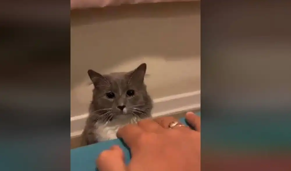 Desliza para ver la secuencia del nuevo viral de TikTok. Foto: Captura/TikTok/@coni_chasconi Desliza para ver la secuencia del nuevo viral de TikTok. Foto: Captura/TikTok/@coni_chasconi