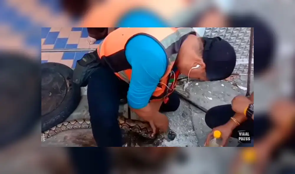 Desliza hacia la izquierda para ver el rescate de una enorme serpiente que se volvió viral en Facebook.