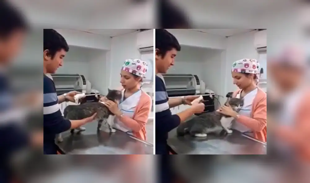 Desliza las imágenes para observa la conmovedora acción de un gato callejero al tener su primera consulta en el veterinario. Desliza las imágenes para observa la conmovedora acción de un gato callejero al tener su primera consulta en el veterinario.