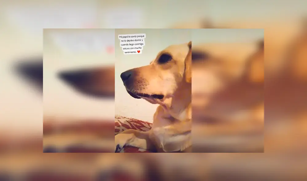 Desliza las imágenes para apreciar el conmovedor comportamiento de un perro al ser castigado por sus travesuras. Foto: Captura. Desliza las imágenes para apreciar el conmovedor comportamiento de un perro al ser castigado por sus travesuras. Foto: Captura.