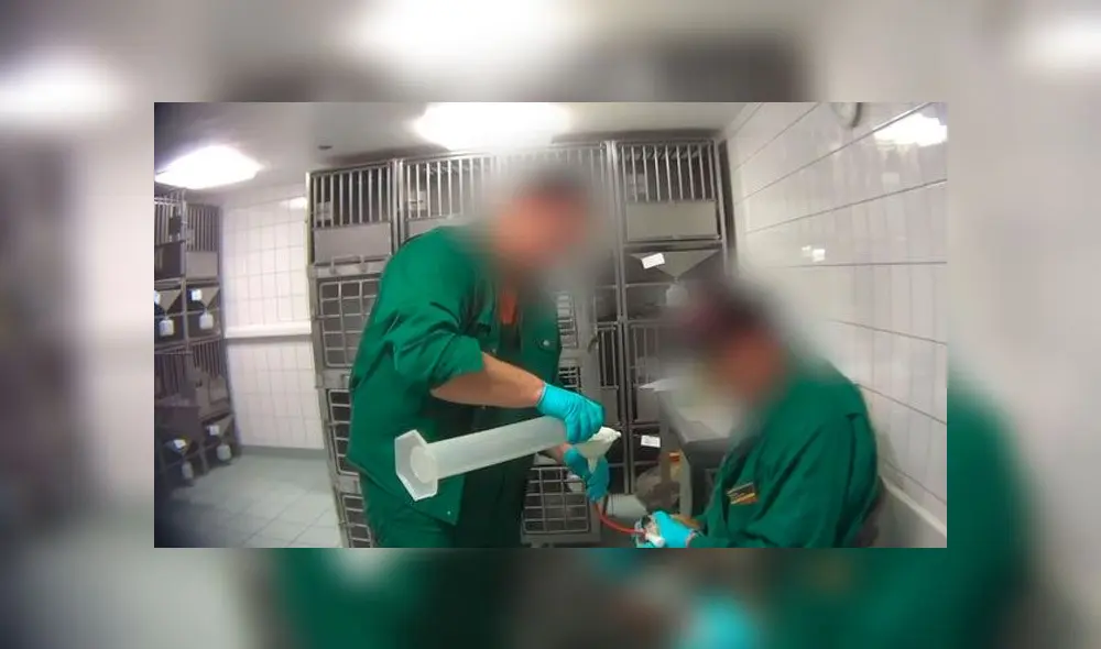 Video revela brutal maltrato contra monos y animales domésticos en laboratorio. Foto: Captura Video revela brutal maltrato contra monos y animales domésticos en laboratorio. Foto: Captura