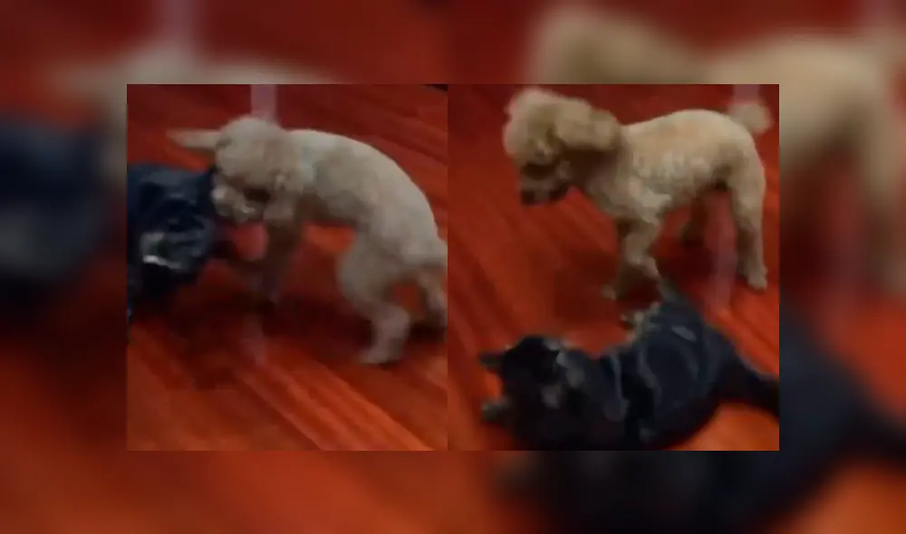 Facebook Viral: Durante épica batalla contra gato, perro usó una llave de judo e impresiona al mundo [VIDEO] 