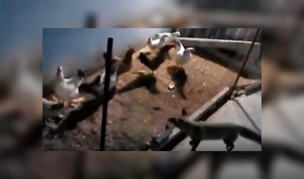 YouTube viral: zorro entra a gallinero para cazar a su 'presa', pero aves lo 'picotean' [VIDEO]