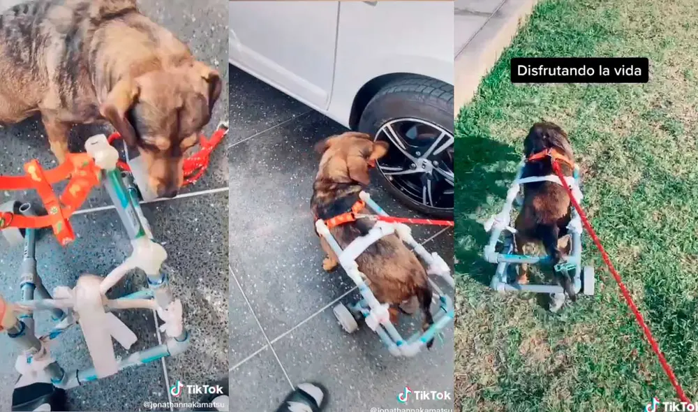 Desliza las imágenes para ver la emotiva escena que protagonizó este perrito con discapacidad al ver su nueva silla de ruedas. Foto: captura de TikTok/jonathannakamatsu