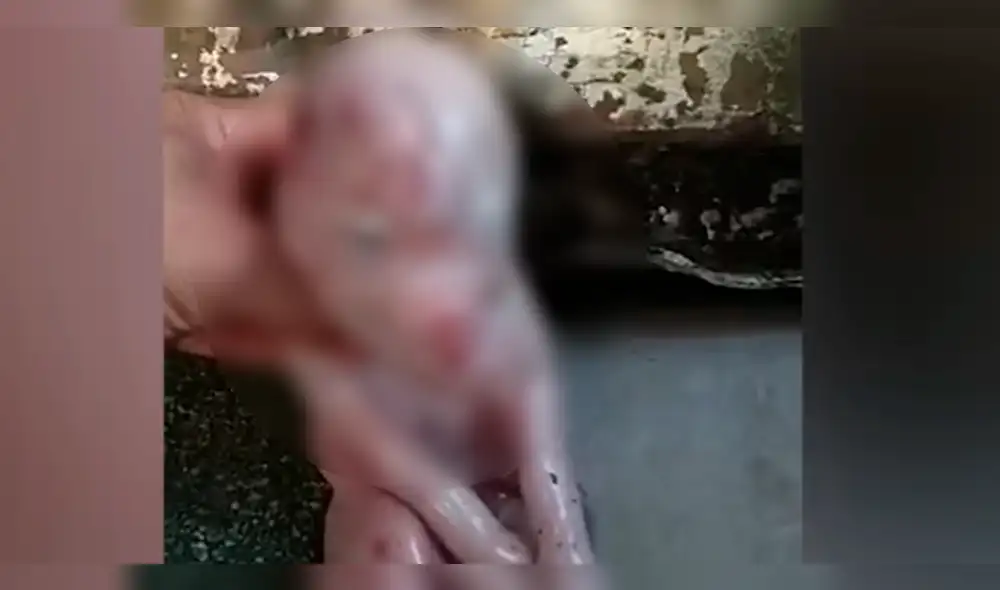 En YouTube causa revuelo un cerdo bebé por su rostro similar al de un humano [VIDEO]