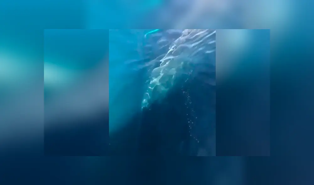 Turistas quedan en shock al escuchar el misterioso canto de enorme ballena que emergió del mar. Turistas quedan en shock al escuchar el misterioso canto de enorme ballena que emergió del mar.