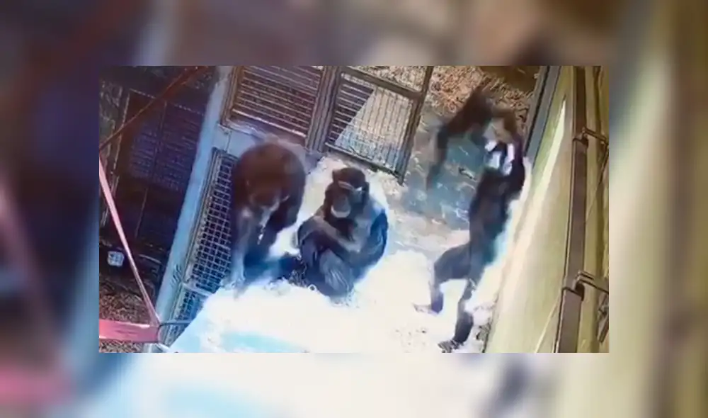 En YouTube, los encargados de un zoológico instalaron una cámara y descubrieron la amorosa escena de una mamá chimpancé. En YouTube, los encargados de un zoológico instalaron una cámara y descubrieron la amorosa escena de una mamá chimpancé.