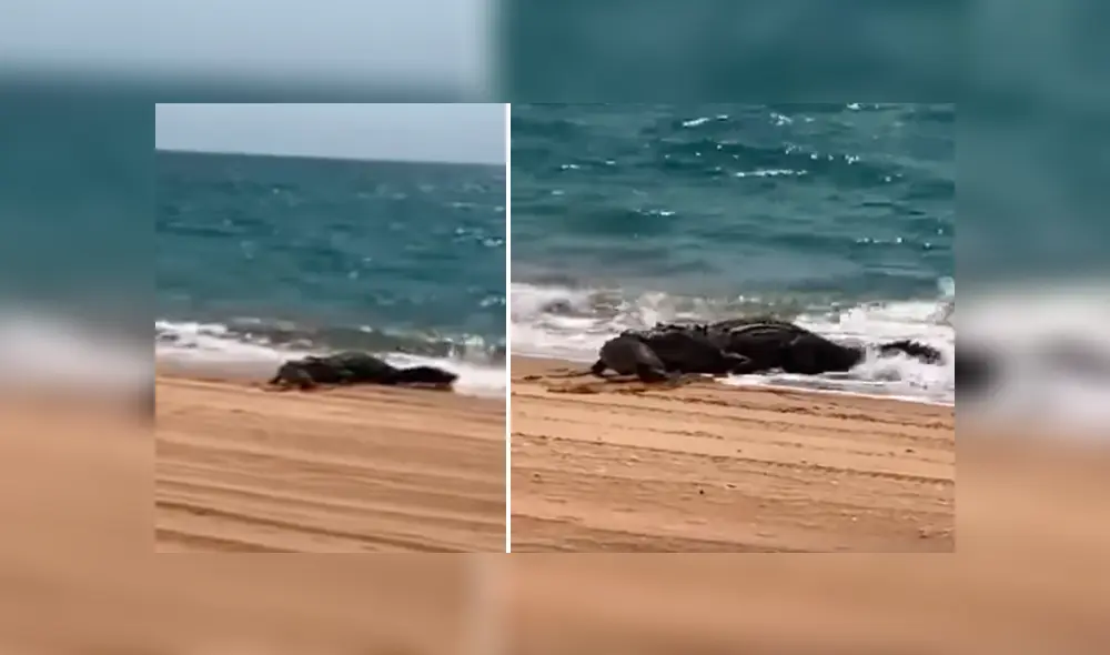 Un video viral de Facebook registró el temible encuentro de un bañista con un gigantesco cocodrilo en la orilla del mar.