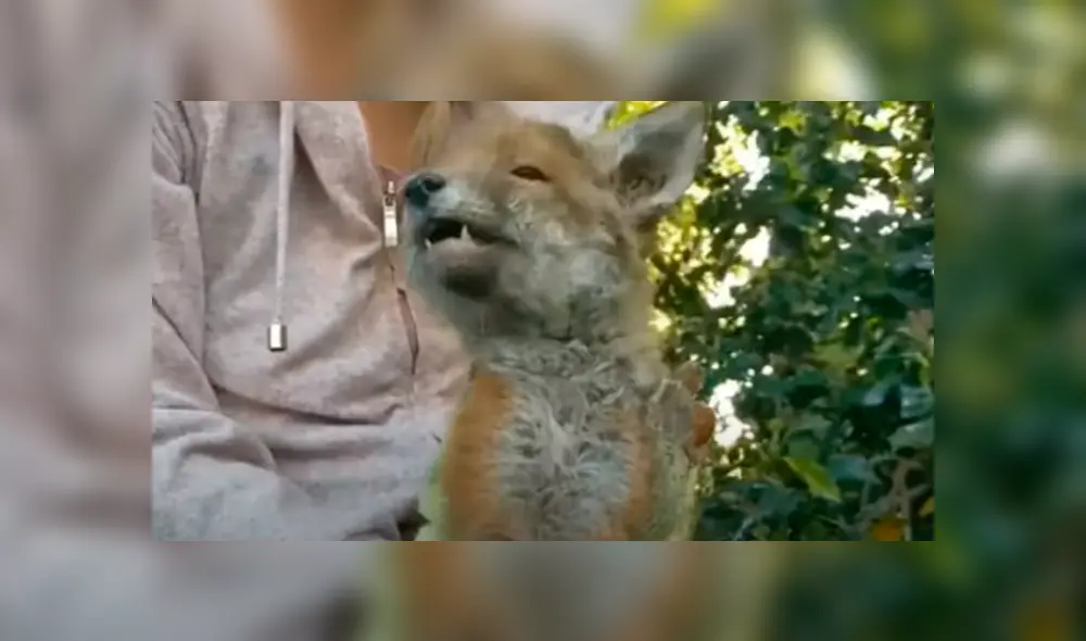 Desliza las imágenes para apreciar al indefenso animal que se escondió en el jardín de una casa al separarse de su madre. Foto: Caters Clips.
