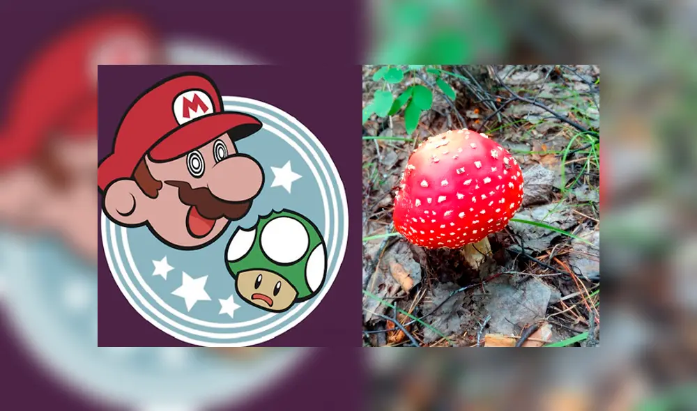 Fans se burlan y teorizan sobre si Super Mario Bros ve todo así como efecto del hongo amanita muscaria.