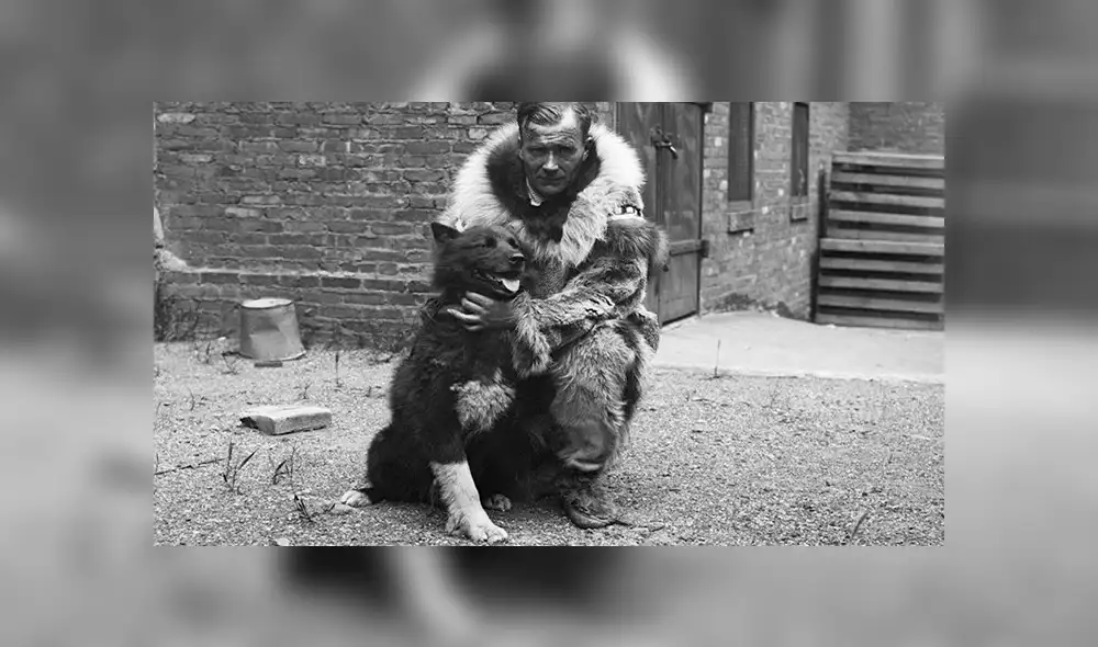 Balto fue vendido por su dueño después de salvar la vida de los residentes de Nome. Foto: Difusión Balto fue vendido por su dueño después de salvar la vida de los residentes de Nome. Foto: Difusión