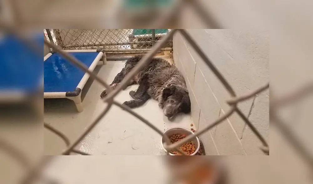 Desliza para ver el nuevo aspecto de este perro que conmovió a todos en Facebook. Foto: Captura. Desliza para ver el nuevo aspecto de este perro que conmovió a todos en Facebook. Foto: Captura.